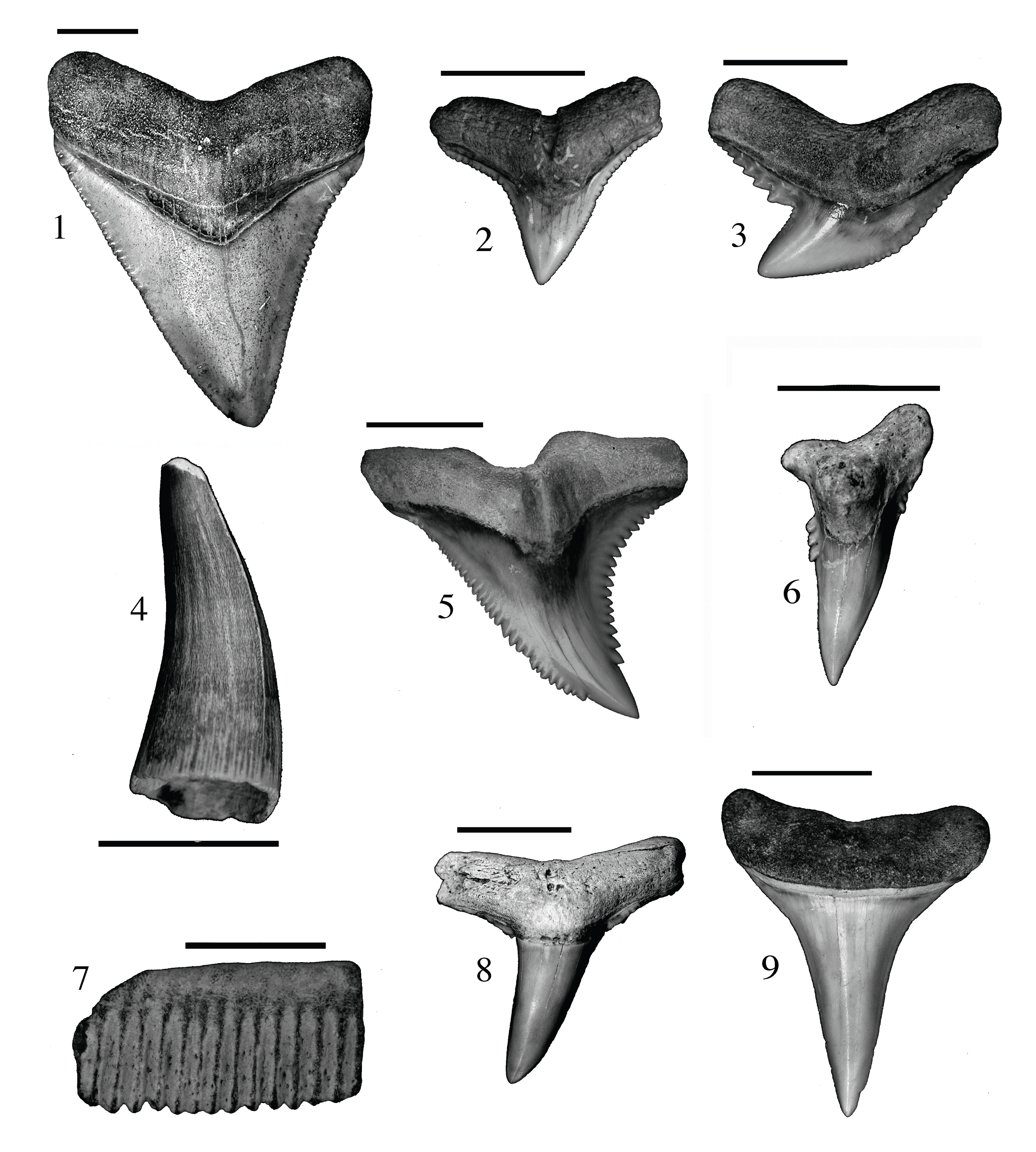 shark teeth